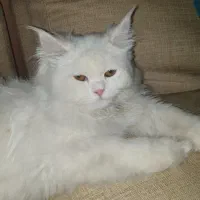 واگذاری گربه بریتیش