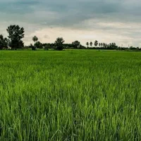 2500متر-زمین-کشاورزی
