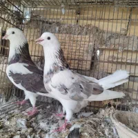 کفترهما
