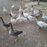غاز|حیوانات مزرعه|کازرون, |دیوار