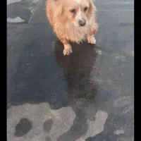 شخصی سگ|سگ|نیشابور, خط کاشمر|دیوار