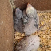 جوجه طوطی برزیلی