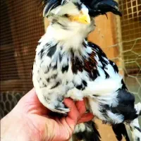 مرغ سلطان عالی با کیفیت