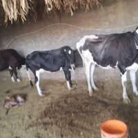 فروش 50 راس گاو و گوساله،گاو نر(نوند)