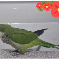 طوطی راهب سخنگو