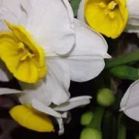 فروش پیاز ممتاز گل نرگس
