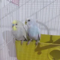 مرغ عشق مولد با قفس