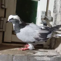فروش کفتر