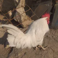 مرغ