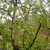 باغ میوه روستای اعظم اباد
