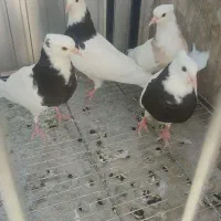 پنج تا جوجه کفتر طوقی  به فروش می رسد