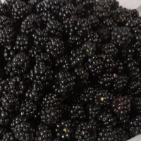 تمشک جنگلی