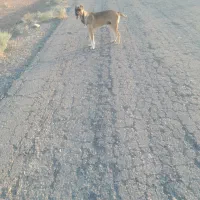 سگ خراسانی  ۱۰ماهه  گوسفندی برای گله خوبه