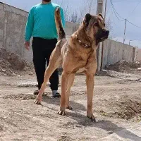 سگ سرابی