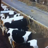 نیروی کاردامداری گاو