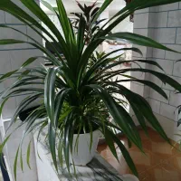 گل طبیعی|گل و گیاه طبیعی|صحنه, |دیوار