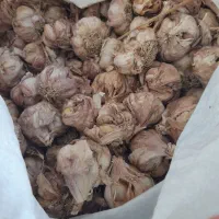 300کیلو سیر ..