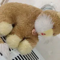خرس|اسباب‌‌بازی|مشهد, کوه سنگی|دیوار
