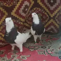 جفت نرو ماده طوقی