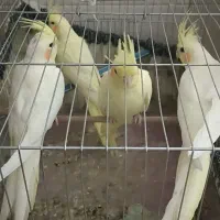 عروس هلندی