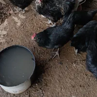 5 عدد مرغ تخمگذار
