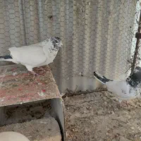 کفتر|حیوانات|برخوار, |دیوار