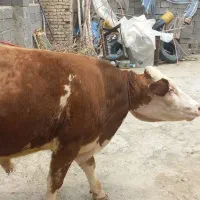 گوساله‌ی نر دو دندان