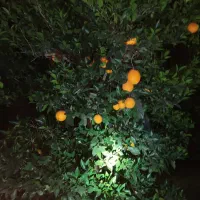 تامسون سر درختی  درجه یک