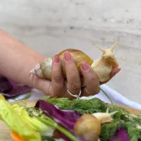 فروش حلزون وخاویار حلزون به صورت تکی و عمده