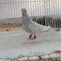 کفتر موشی