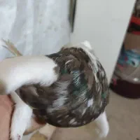 کبوتر نقش