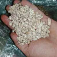 لوبیا چیتی و قرمز معاوضه با گوسفند