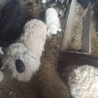 قصابی گوسفند