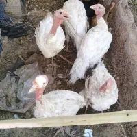 بوقلمون از بچگی خونگی بزرگ کردیم