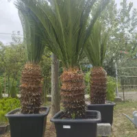 گل سیکاس
