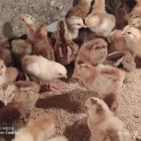 جوجه محلی دورگ