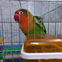 طوطی کوتوله برزیلی