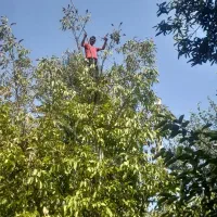 گردو چینی ،گردو چین،کندن گردو