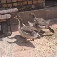 غاز|حیوانات مزرعه|دورود, |دیوار