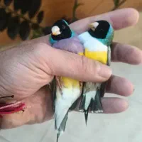 ماسکت،گلو بریده ،گلدین ،ستاره ای