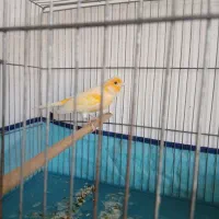 قناری نر مست و ماده