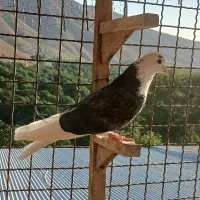 کبوتر بلند پرواز
