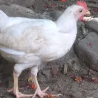جوجه ماشینی