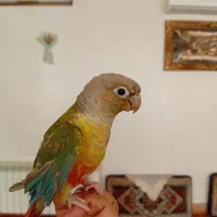 دوعدد جوجه طوطی گرینچیک.