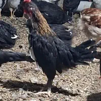 خروس گلین لری که میخواند