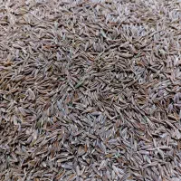 زیره سبز تازه
