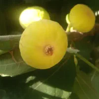 انجیر زرد مربایی مخصوص خشک کردن ومربا کیلو۱۶۰هزار