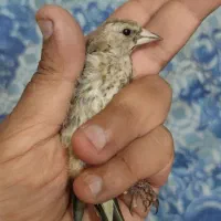 جوجه سهره های درشت و قواره دار