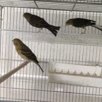 جوجه قناری اکات