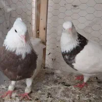 جفت کبوتر طوقی (نر و ماده)